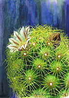 AR0005 Mammillaria elongata.jpg