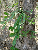 MRG-2018-1447 Crescentia alata (MRG-11abr18-c).JPG