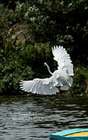 SM0671 Ardea alba.jpg