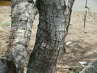 MRG-2017-443 Pithecellobium dulce (MRG-23ago17-b).JPG