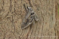 JCGM03037 Manduca quinquemaculata.jpg