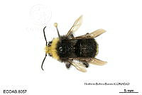 ME006 Abejas 0078 Bombus  vosnesenskii Radoskowsky, 1864.jpg