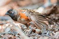 JRRO0334 Pipilo maculatus.jpg