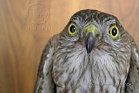 MGaves 46 Accipiter striatus.jpg