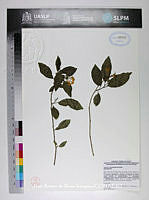 JAdNV0265 Cestrum oblongifolium.JPG