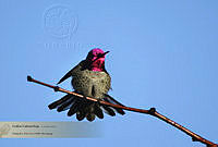 04_Calypte annaDSC08561.jpg