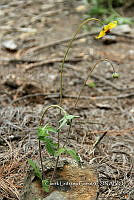 Zautla 0033 Asplenium monanthes.jpg