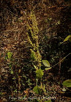 FBA1445 Phaseolus.jpg