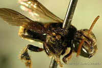 CB_JM_RA0621 Nannotrigona perilampoides.jpg