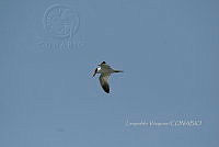 HJ6- 1830- Hydroprogne caspia.jpg