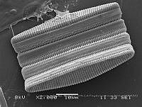 ZME y MEMC-LFMS270 Fragilariopsis doliolus.JPG