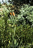 636 Spiranthes cinnabarina.jpg