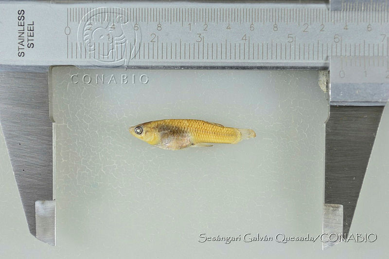 SGQ3306%20Gambusia%20aurata.jpg.rSexoPr0MZG5sxFjQA3g0JtbmFja29CbnFuZ3NAbXJ6LGtwZwA.p uTAIO1LC