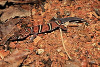 ISZ0017 Coleonyx elegans.jpg
