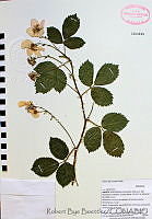 RBB0076 Rubus aff. pringlei.tif