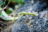 FGM3717 Setaria sp..JPG