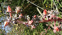 LCF0218 Echeveria gibbiflora.jpg