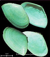 KT014 0505 Eurytellina angulosa.JPG