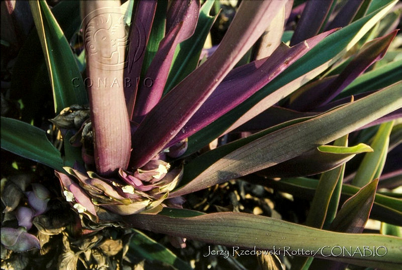 1820%20Tradescantia%20spathacea.jpg.nyfk0731MWED55thQA3g0JtbmFja29CbnFuZ3NAbXJ6LGtwZwA.u8o6v7GZd1
