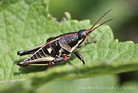 DAPA02 Sphenarium purpurascens.jpg