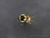 JAMR012 Bombus wilmattae.jpg
