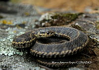 MN6F0187 Thamnophis_scalaris.jpg