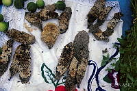 DK0915 Acatlán de Osorio, Puebla.jpg