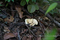 ZAPF 0750 Cantharellus subabidus.jpg