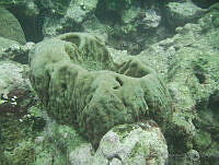 VDLCF0816 Geodia neptuni.jpg