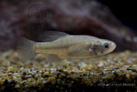 IMDOC2359 Xenotoca melanosoma.jpg