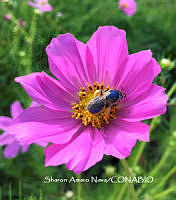 MN6F0299 Heriades truncorum.jpg