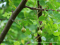 MEGA 0670 Bursera laxiflora.JPG