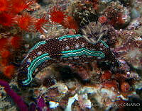 AEG0070 Felimare agassizii.jpg