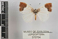 JF018 0604 Lamphiotes velazquezi.jpg
