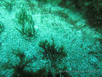 RRR0007 Cladophoropsis sp..JPG