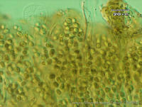 UNAMGAMZ-11 Chlorogloea epiphytica.jpg