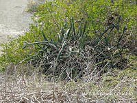 MRG-2018-1457 Stenocereus kerberi (MRG-11abr18-a).JPG