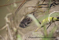 PJ016 0290 Lithobates spectabilis.JPG