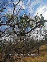RG016 0326 Opuntia jaliscana.jpg