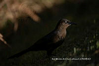 IMDOC3844 Quiscalus mexicanus.jpg