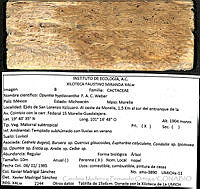 CMyFO 00322 Opuntia hyptiacantha.JPG