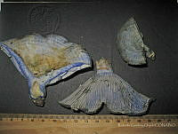 RGO0217 Lactarius indigo.JPG