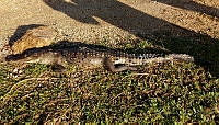 KRM02 Crocodylus acutus.jpg