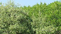 UM002 S0008 Avicennia germinans.jpg