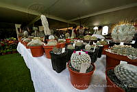 MASM05384 Biznagas.jpg