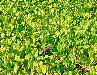 TE001 0175 Hábitat Caiman crocodilus.jpg