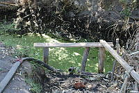 SG002 0127 Lemna gibba.jpg