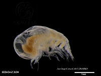 ME006 Z 0455 Lestrigonus latissimus - (Bovallius, 1889).jpg