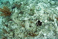 JAO0283 Pomacanthus paru.tif