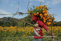 MN6NySH0008 Tagetes erecta.jpg